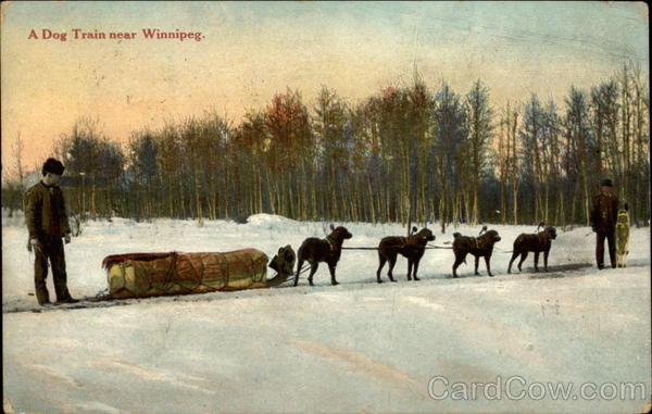 A dog train near Winnipeg MB Canada Manitoba