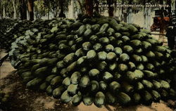 5 Tons of Watermelons Postcard