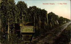 Beautiful Oregon--A Hop Field Postcard