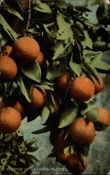 A Cluster of Oranges, Florida Postcard