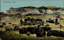 Petrified Forest, Arizona Postcard