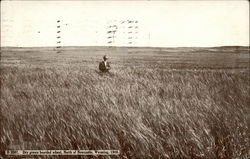 Dry Grown Bearded Wheat Newcastle, WY Postcard Postcard