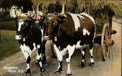 Oxomobile, Digby, N.S Postcard