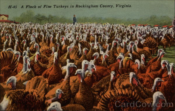 A Flock of Fine Turkeys Rockingham County California
