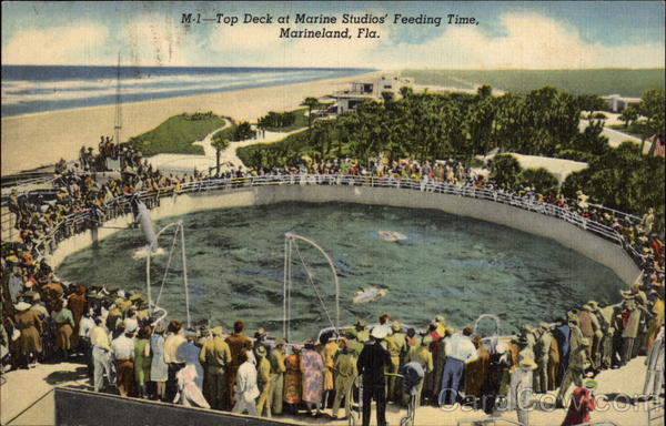 Top Deck at Marine Studios' Feeding Time Marineland Florida