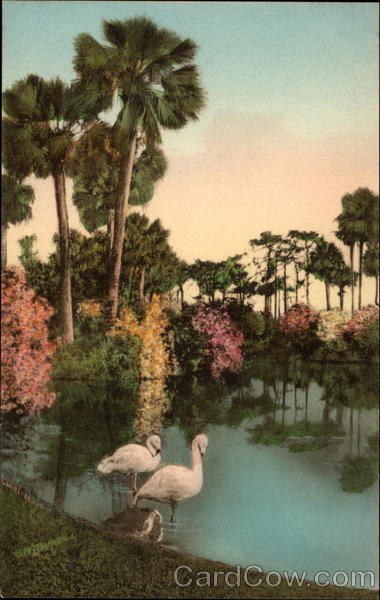 Flamingos at Mountain Lake Florida