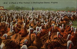A Flock of Fine Turkeys Postcard