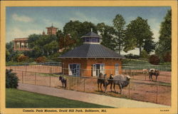 Camels, Park Mansion, Druid Hill Park Postcard
