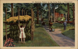 Readying Tobacco for the Curing Barns in Tobaccoland Postcard