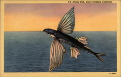 Flying Fish Postcard