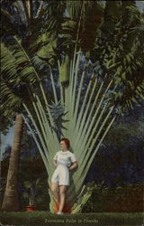Travelers Palm Postcard