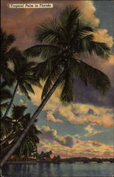 Tropical Palm Postcard