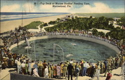 Top Deck at Marine Studios' Feeding Time Marineland, FL Postcard Postcard
