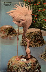 A Flamingo Nesting in Florida Hialeah Park, FL Postcard Postcard