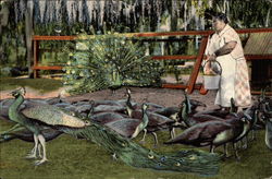 The Peacock Farm St. Petersburg, FL Postcard Postcard