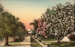 Oleanders In Bloom Postcard