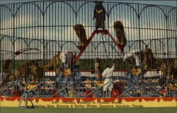 Training Animals in Outdoor Arena Postcard