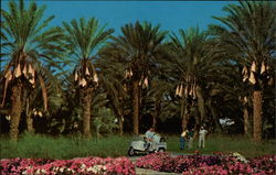 PIcturesque Date Grove Postcard