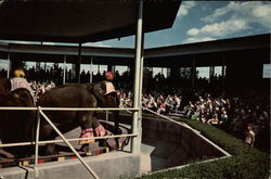 Elephant Show at Forest Park Postcard