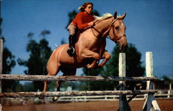 Blueblood Jumper Horses Postcard Postcard