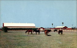 Thoroughbred Farm Postcard
