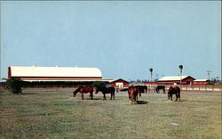 Thoroughbred Farm Lehigh Acres, FL Postcard Postcard