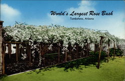 World's Largest Rose Bush Tombstone, AZ Postcard Postcard