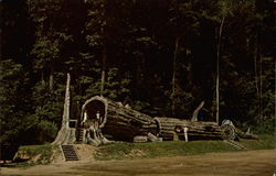 The Old Hollow Tree Postcard