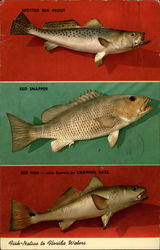 Fish Native to Florida Waters Postcard