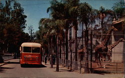Touring Bus - San Diego Zoo, Balboa Park Postcard