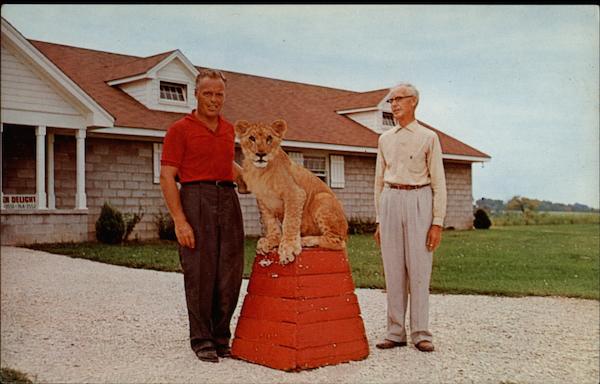 Pet Lion at McLain's Zoo Moline Illinois