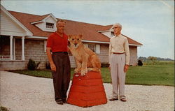 Pet Lion Moline, IL Postcard Postcard