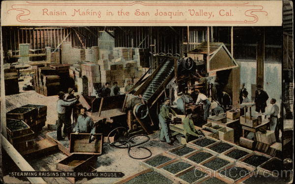 Steaming Raisins in the Packing House California