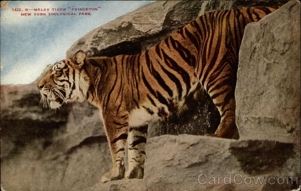 Malay Tiger Princeton New York