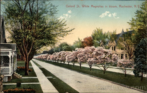 Oxford St., White Magnolias in Bloom Rochester New York