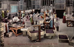 Packing California Sunshine (Raisins), Fresno County Postcard