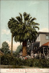 The Palms at Paraiso Hot Springs Postcard