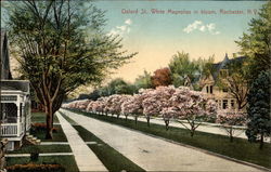 Oxford St., White Magnolias in Bloom Postcard