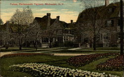 Tulips, Portsmouth Terrace Postcard