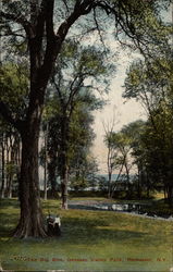 The Big Elm, Genesee Valley Park Postcard