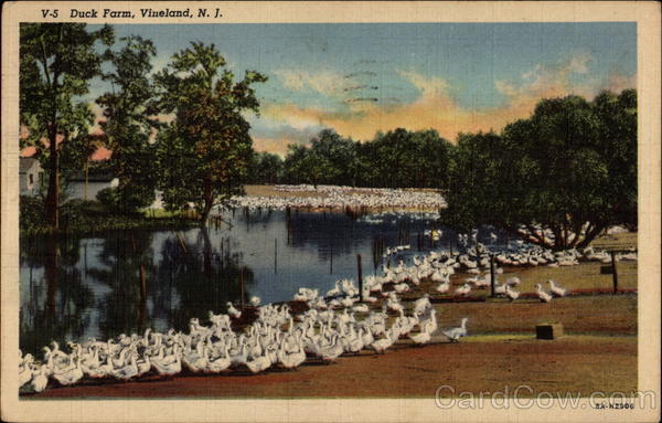 Duck Farm Vineland New Jersey