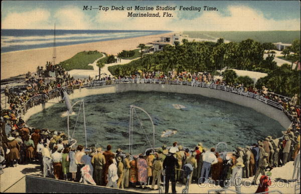 Top Deck at Marine Studios Feeding Time Marineland Florida