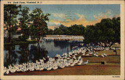 Duck Farm Vineland, NJ Postcard Postcard