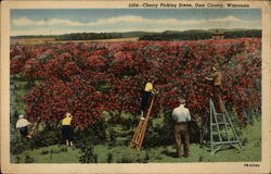 Cherry Picking Scene Wisconsin Postcard Postcard