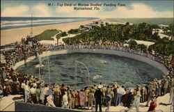 Top Deck at Marine Studios Feeding Time Marineland, FL Postcard Postcard