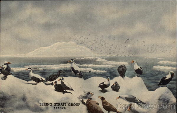 Bering Straight Group Alaska Birds