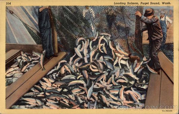 Loading Salmon, Puget Sound Washington