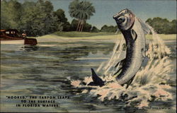 "Hooked" the Tarpon Leaps to the Surface in Florida Waters Postcard Postcard