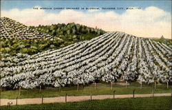 The Morgan Cherry Orchard in Blossom Postcard
