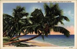 Cocoanut Trees Along the Coast of Florida Scenic, FL Postcard Postcard